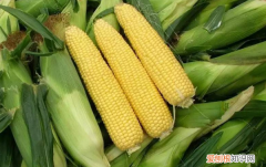 玉米有碳水化合物，玉米是碳水食物吗