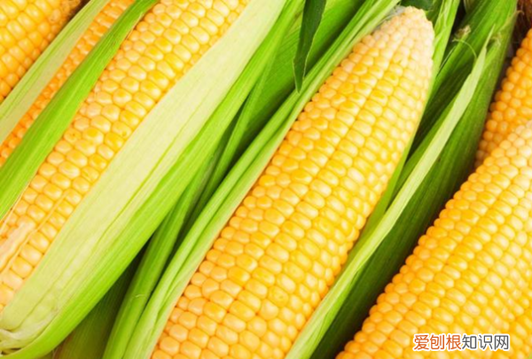 玉米有碳水化合物,玉米是碳水食物吗