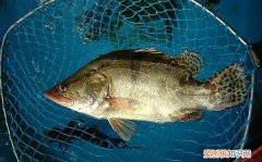 鱼有嗅觉，鱼类有没有嗅觉器官