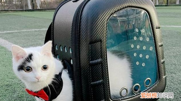 有猫包可以上汽车