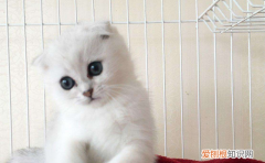 有猫包可以上汽车