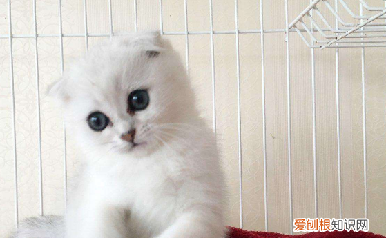 有猫包可以上汽车