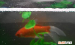 鱼缸里有气泡怎么回事，鱼缸壁为啥有很多气泡