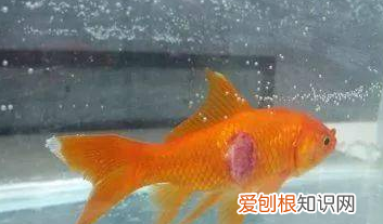 鱼受伤了怎么办，鱼受伤了用什么消炎药药治疗好