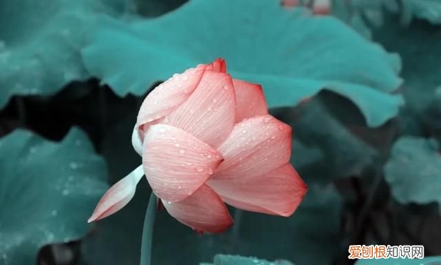 坐看黑云衔猛雨，忽作漫天白练垂