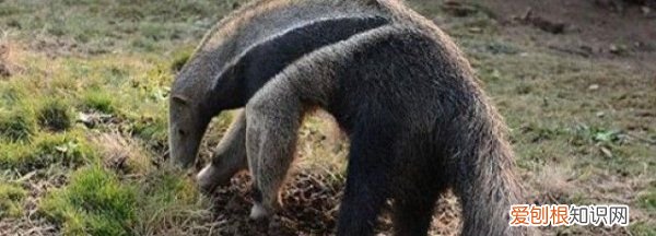 食蚁兽吃蚂蚁吃得饱,食蚁兽几乎只吃蚂蚁和白蚊