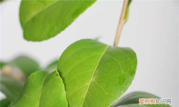 茶花干叶子是怎么回事，我养的四季山茶花最近叶子出现干尖了