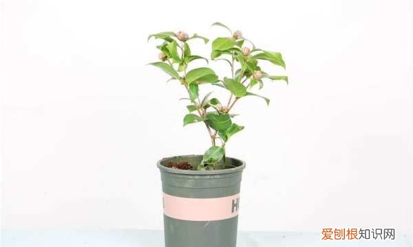 茶花干叶子是怎么回事，我养的四季山茶花最近叶子出现干尖了