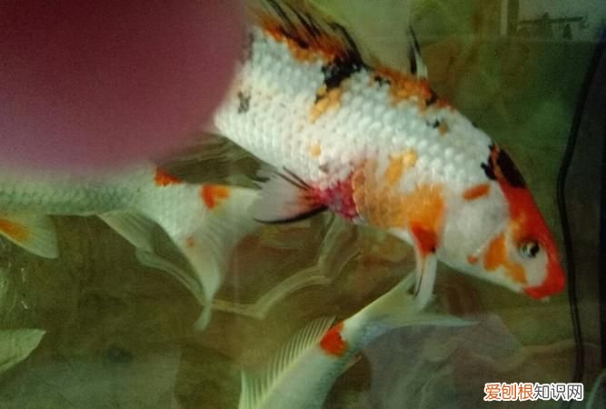 鱼脱膜怎么回事,刚买的锦鲤鱼鳍发白掉膜是怎么回事啊