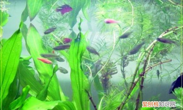 鱼缸水变绿是洄水,鱼缸里的水发绿是什么原因造成的呢
