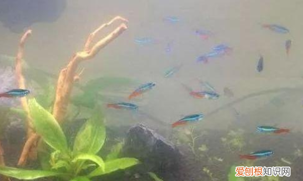 鱼缸水变绿是洄水,鱼缸里的水发绿是什么原因造成的呢