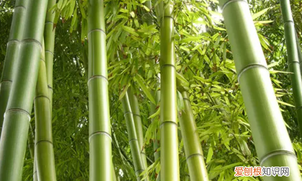 竹子怎么浇水施肥,竹子怎样浇水 竹子的养护方法