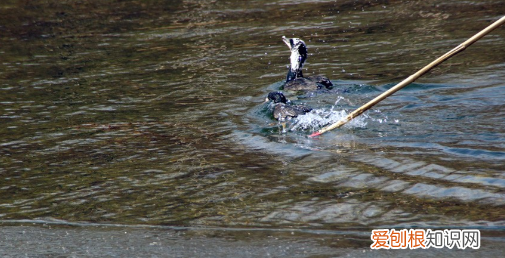 为什么鱼鹰不会离开主人,《权子》鱼池主人为什么会抓到鱼鹰