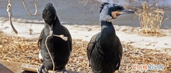 为什么鱼鹰不会离开主人,《权子》鱼池主人为什么会抓到鱼鹰