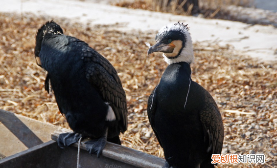 为什么鱼鹰不会离开主人,《权子》鱼池主人为什么会抓到鱼鹰