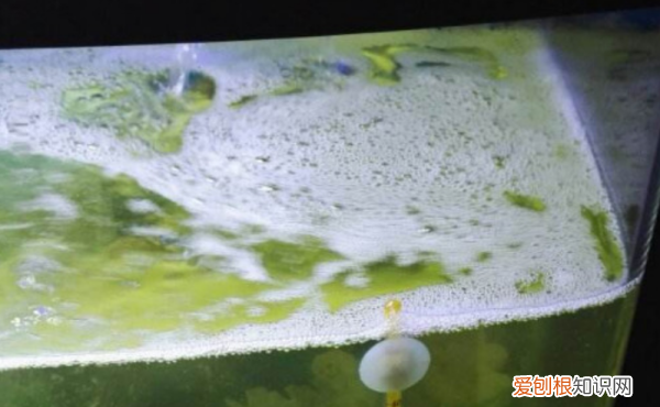 鱼缸水有泡沫怎么回事,鱼缸水面上有许多气泡,为什么?