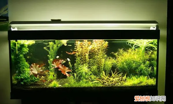 鱼缸水有泡沫怎么回事，鱼缸水面上有许多气泡,为什么?