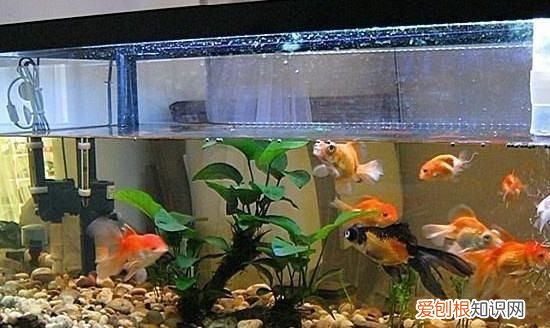 鱼缸停电鱼能坚持多久，鱼缸停电一天鱼会死吗