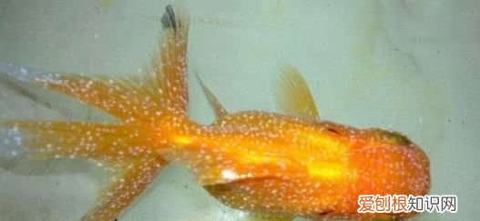 鱼身上有白点是怎么回事,鱼身上有白点是什么原因引起的