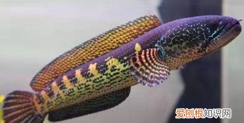 鱼身上有白点是怎么回事,鱼身上有白点是什么原因引起的