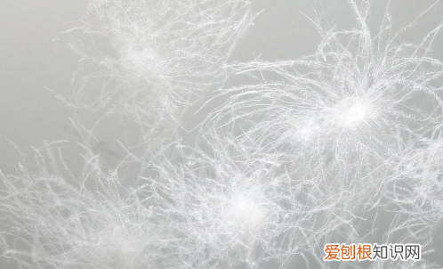 羽绒和鸭绒有区别吗，羽绒和鸭绒有什么不同