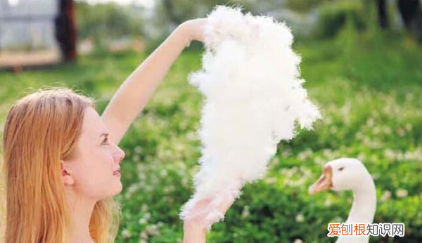 羽绒和鸭绒有区别吗,羽绒和鸭绒有什么不同