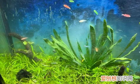 鱼缸水发绿怎么解决,鱼缸水发绿是什么原因怎么解决