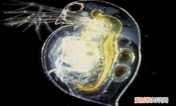 鱼缸水发绿怎么解决,鱼缸水发绿是什么原因怎么解决