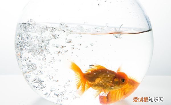 鱼缸多久换一次水，鱼缸的水别等坏了才想起换水怎么回事