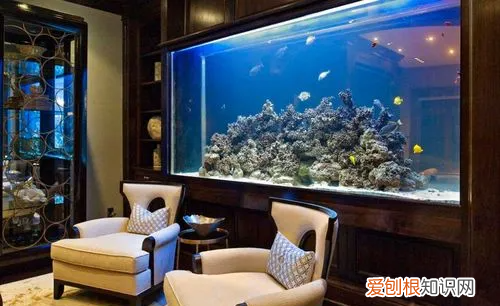 鱼缸多久换一次水，鱼缸的水别等坏了才想起换水怎么回事