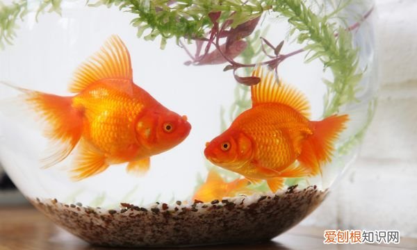 鱼缸多久换一次水，鱼缸的水别等坏了才想起换水怎么回事