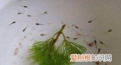 鱼下崽的小鱼需要分开，刚生下来的小鱼怎么养才能活