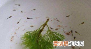 鱼下崽的小鱼需要分开，刚生下来的小鱼怎么养才能活
