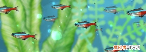 鱼下崽的小鱼需要分开，刚生下来的小鱼怎么养才能活