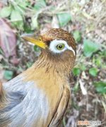 原毛画眉鸟多少克算大，冬天野外画眉鸟老山下山65克算小