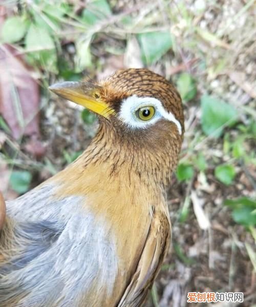 原毛画眉鸟多少克算大,冬天野外画眉鸟老山下山65克算小