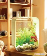 鱼缸一年不换水行，生态鱼缸真的不用换水吗