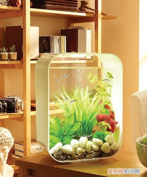 鱼缸一年不换水行，生态鱼缸真的不用换水吗
