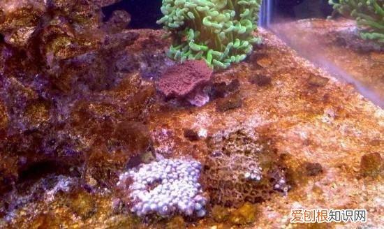 鱼缸长褐藻怎么办,鱼缸长褐藻不长绿藻怎么办