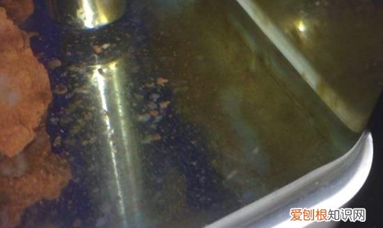 鱼缸长褐藻怎么办,鱼缸长褐藻不长绿藻怎么办