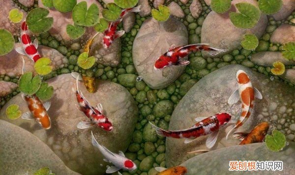 鱼缸盐下多了对鱼有什么影响,鱼缸里加盐加多了鱼会怎样呢