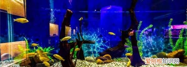 鱼缸盐下多了对鱼有什么影响,鱼缸里加盐加多了鱼会怎样呢