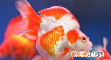 鱼的寿命有多长时间,观赏鱼的寿命最长能活多少年