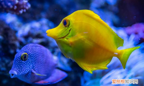 鱼的寿命有多长时间，观赏鱼的寿命最长能活多少年