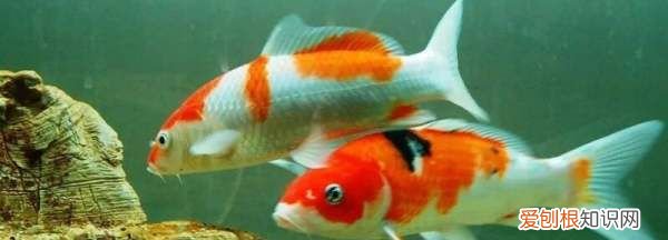 鱼为什么在鱼缸上面游，为什么鱼缸的鱼都在上面游
