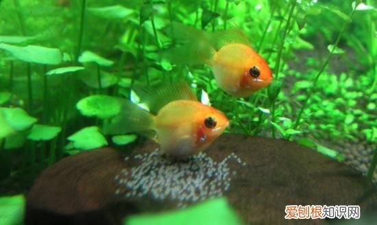 鱼为什么在鱼缸上面游，为什么鱼缸的鱼都在上面游