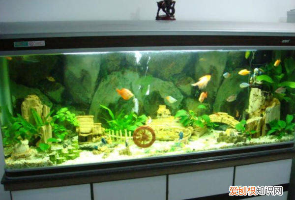 鱼为什么在鱼缸上面游,为什么鱼缸的鱼都在上面游