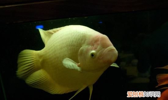 鱼为什么在鱼缸上面游，为什么鱼缸的鱼都在上面游