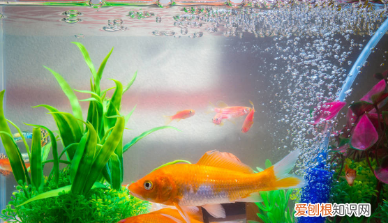 鱼缸雾蒙蒙的水怎么办