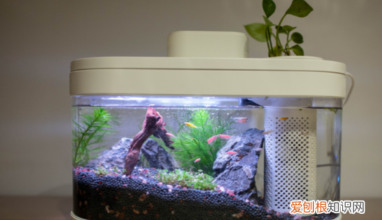 鱼缸雾蒙蒙的水怎么办